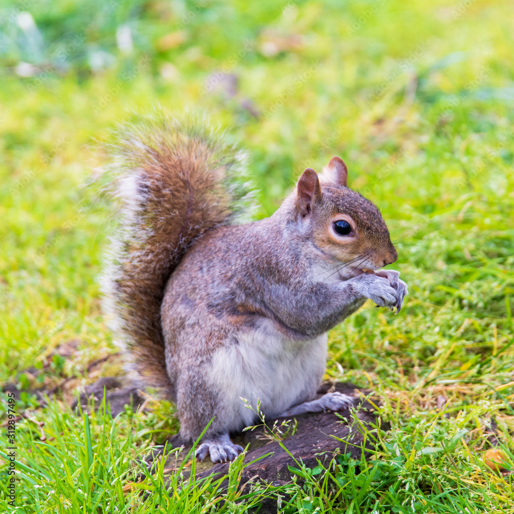 squirrel eating nut in Green Park London UK squirrel eating nut in Green Park London UK