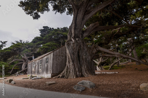historic whaler's cabin at Whaler's Cove in Point Lobos State Natural Reserve (Carmel-by-the-sea, California, USA)