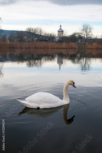 white swans on an autumn lake on a sunny day