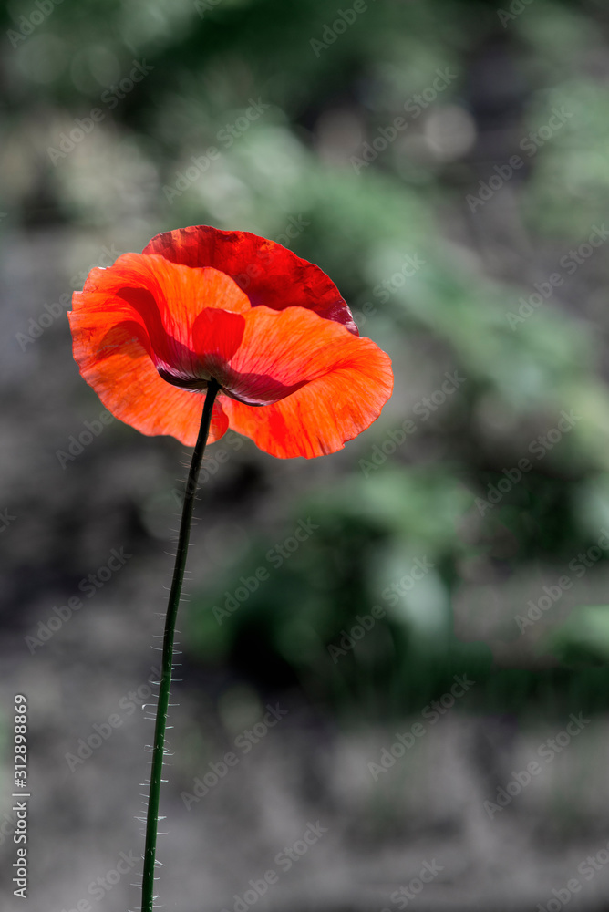 Textured, close-up poppy freshness..A living embodiment of the fantasy of nature.Natural and beautiful.Picturesque May contrasts.Creating a mood.In the garden blossom poppies.A delicate flower. Textured, close-up poppy freshness..A living embodiment of the fantasy of nature.Natural and beautiful.Picturesque May contrasts.Creating a mood.In the garden blossom poppies.A delicate flower.