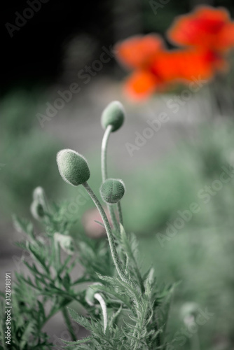 Textured, close-up poppy freshness..A living embodiment of the fantasy of nature.Natural and beautiful.Picturesque May contrasts.Creating a mood.In the garden blossom poppies.A delicate flower. © Valerii