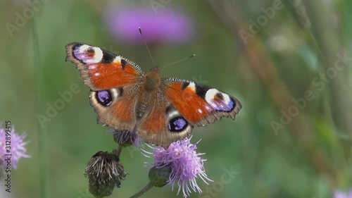 Butterfly European Peacock (Aglais io) is on a Creeping Thistle flower
