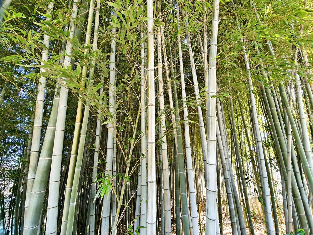Fototapeta premium bamboo
