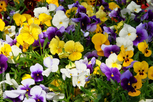 Viola is blooming in meadow  closeup. Purple and yellow flowers is growing in garden. Landscaping and decoration in spring season.