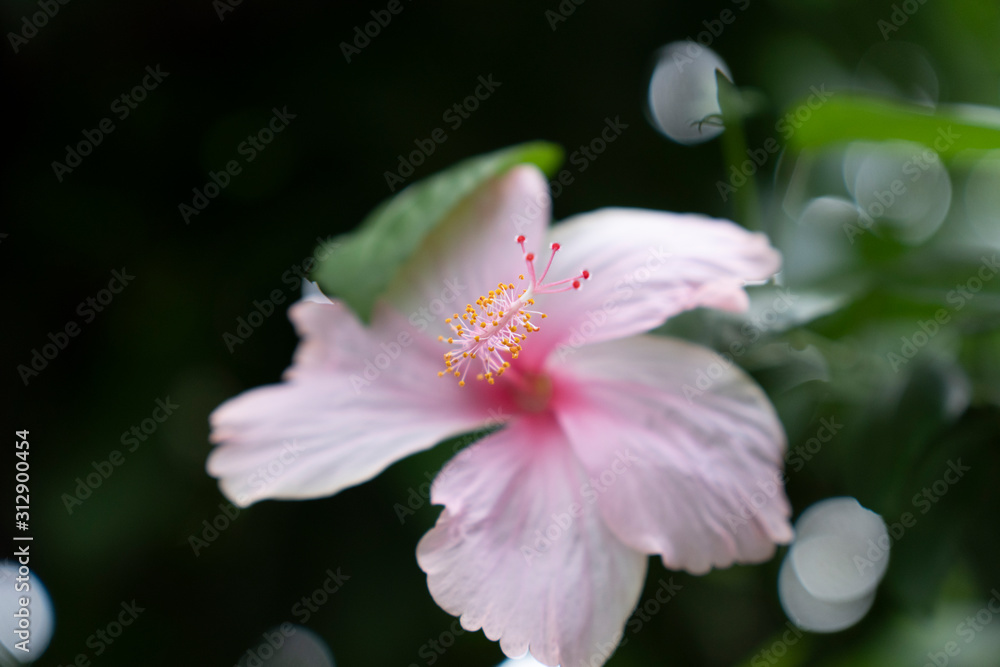 Pink hibiscus flowers blooming in the morning