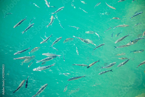 Shoal of fish in seawater  many sea fishes top view  fry in the sea  sea fishes on the water surface  small fish on the surface of the sea water aquamarine azure reflection turquoise blue abstract