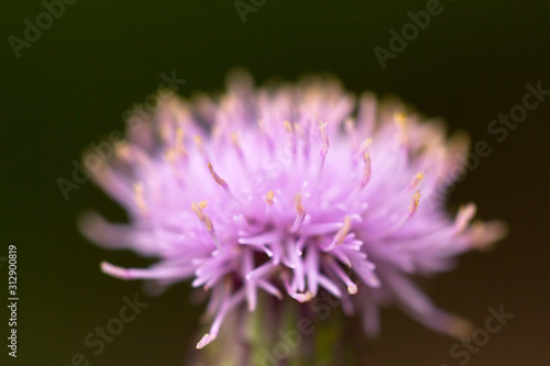 Pink thistle flower close up. Petals and stamens sow thistle close-up. Shaggy purple flower close-up.