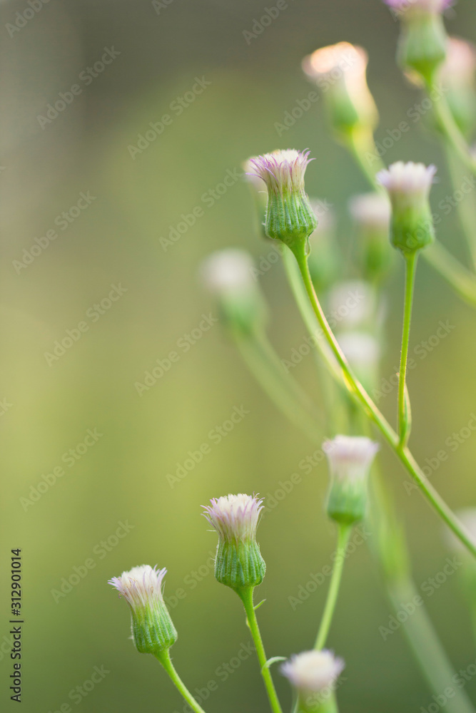 The plant is small-caustic. Erigeron acris. Several unblown flowers on stems on a green background in the natural environment. The plant is small-caustic. Erigeron acris. Several unblown flowers on stems on a green background in the natural environment.