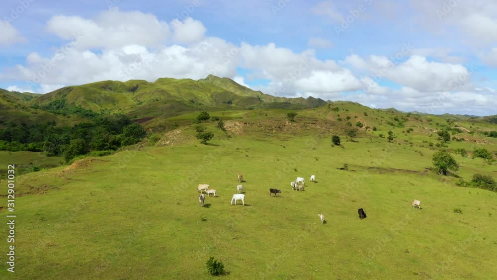 Beautiful landscape on the island of Luzon, aerial view. Green hills and blue sky with clouds. Beautiful landscape on the island of Luzon, aerial view. Hills and mountains are covered with meadows and Beautiful landscape on the island of Luzon, aerial view. Green hills and blue sky with clouds. Beautiful landscape on the island of Luzon, aerial view. Hills and mountains are covered with meadows and