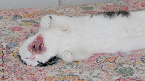 Cat is relaxing on a bed and yawning.