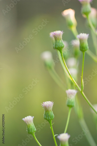 The plant is small-caustic. Erigeron acris. Several unblown flowers on stems on a green background in the natural environment.