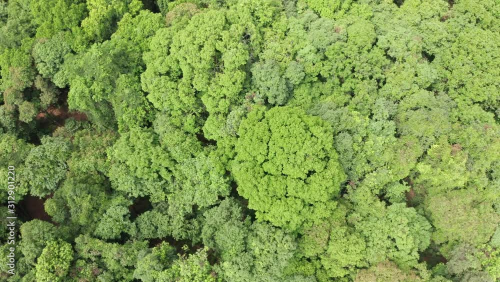 Top View of a Indian Jungle in the Western Ghats , Drone View Top View of a Indian Jungle in the Western Ghats , Drone View