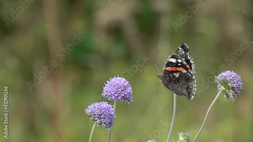 Slow Motion Video: Red Admiral (Vanessa atalanta) butterfly flies up and sits on the devil's-bit scabious (Succisa pratensis) flower. Slowed down 16 times photo
