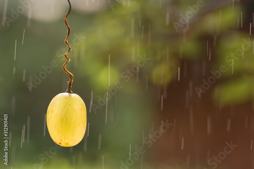 Valokuva Green grape berry hanging on a spiral peduncle on a background of splashing water