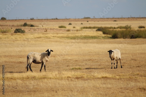 Fototapeta Naklejka Na Ścianę i Meble -  Beautiful picture of sheep of great size and weight