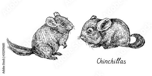 Chinchilla couple, side view, hand drawn gravure style, vector sketch illustration, element for design