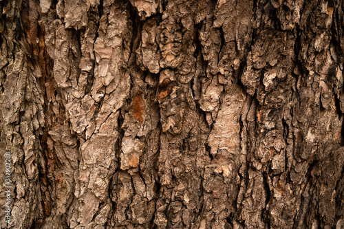 Close Up view of trunk as background. Old wood tree bark texture. Selective focus. © Kateryna Kutsevol