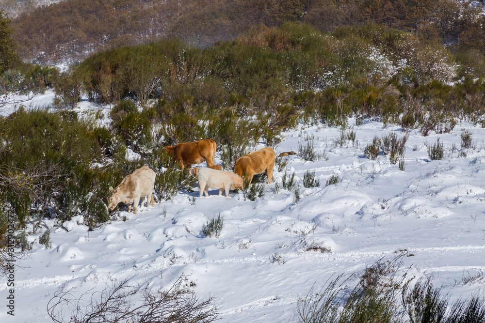 Cows at the mountain with snow