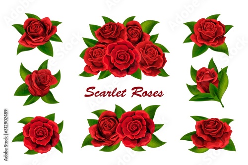 Scarlet red roses flowers with green leaves isolated on white