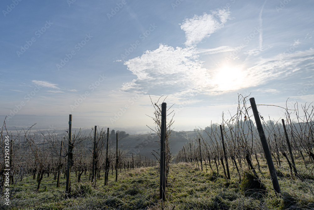 frosty vineyard view, haze and sun