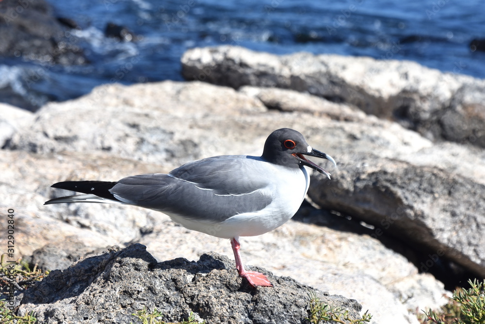 The night active red eyed Swallow tailed gull Creagrus furcatus on a rock The night active red eyed Swallow tailed gull Creagrus furcatus on a rock