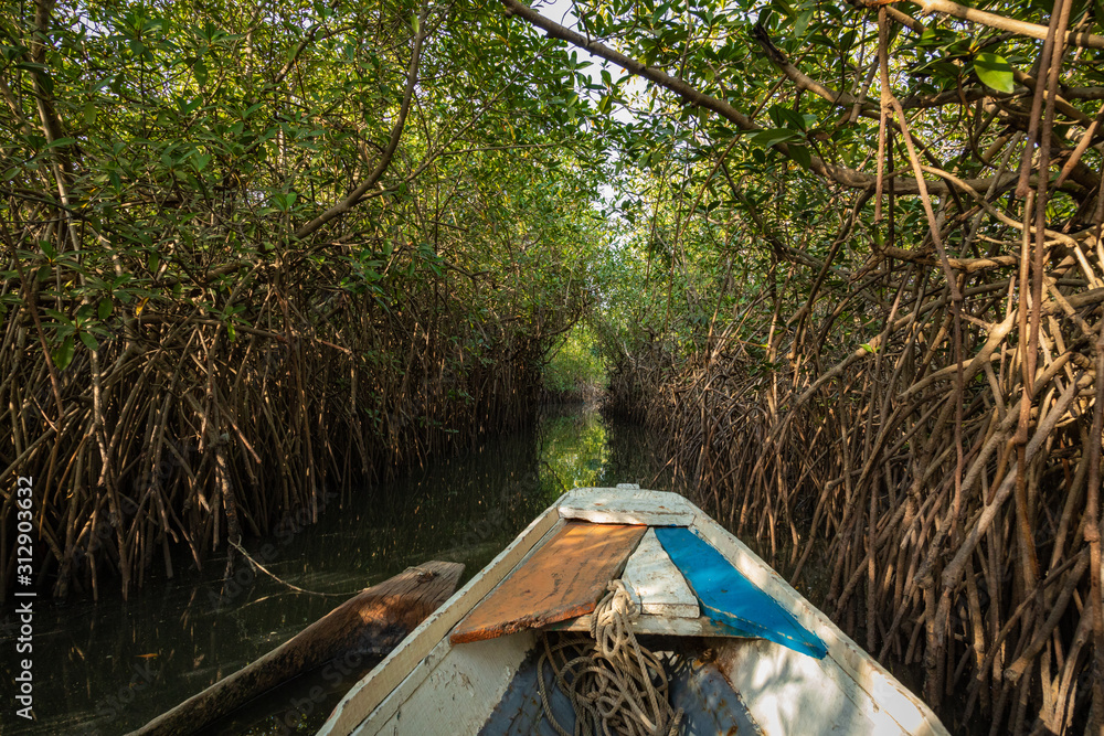 Gambia Mangroves. Traditional long boat. Green mangrove trees in forest. Gambia. Gambia Mangroves. Traditional long boat. Green mangrove trees in forest. Gambia.