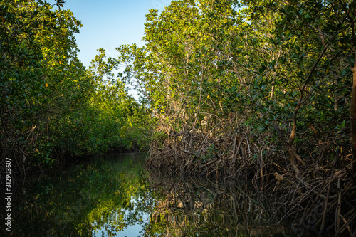 Gambia Mangroves. Green mangrove trees in forest. Gambia.
