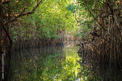Fototapeta Naklejka Na Ścianę i Meble -  Gambia Mangroves. Green mangrove trees in forest. Gambia.