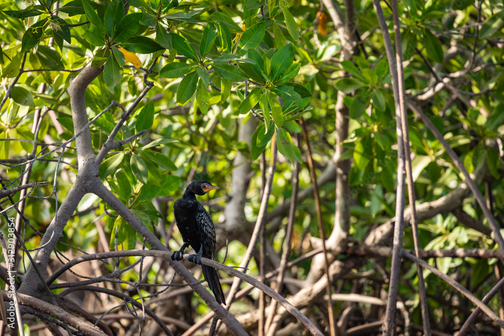 Gambia Mangroves. Black cormoran bird. Green mangrove trees in forest. Gambia. Gambia Mangroves. Black cormoran bird. Green mangrove trees in forest. Gambia.