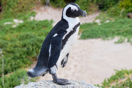 South African penguin, with feathers in its mouth standing on a rock on Boulders Beach, Simons Town, South Africa.