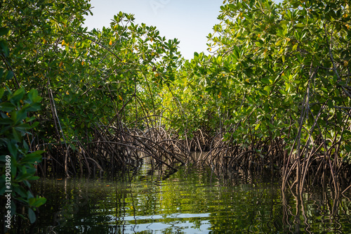 Fotografie Gambia Mangroves. Green mangrove trees in forest. Gambia.
