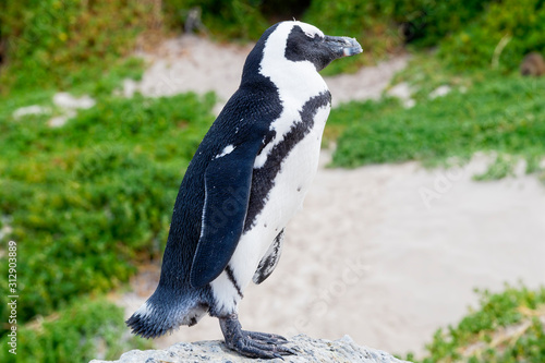 South African penguin sleeping while standing on a rock on Boulders Beach, Simons Town, South Africa.