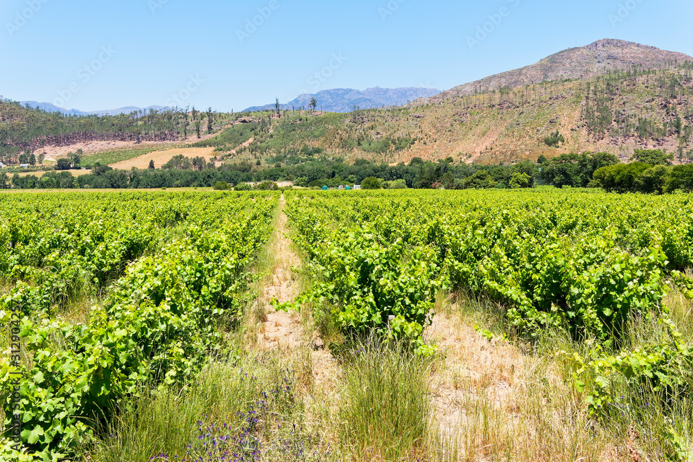 Untidy rows of grapevines growing in a small field in the Cape Winelands near Franschhoek