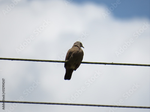 Bird landing on a wire © Felipe