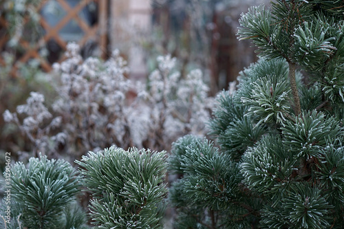 dwarf mountain pine in winter in the garden