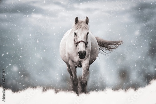 Obraz na plátně white horse in the snow
