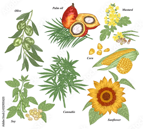 Oil plants set. Olive, soy, cannabis, sunflower, mustard, corn, oil palm branches, friuts and flowers hand drawn. Vector illustration botanical. Vintage engraving style.