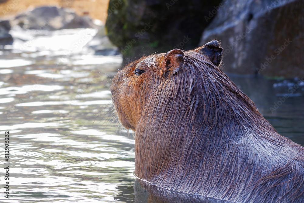 カピバラ 温泉 入浴 Stock 写真 Adobe Stock カピバラ 温泉 入浴 Stock 写真 Adobe Stock