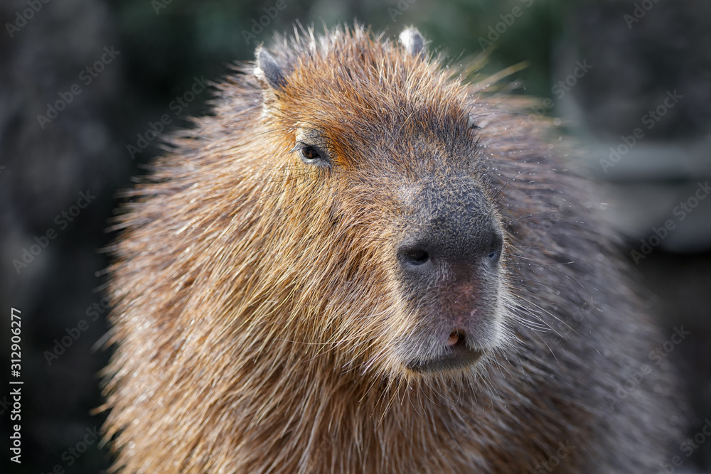 カピバラ　クローズアップ