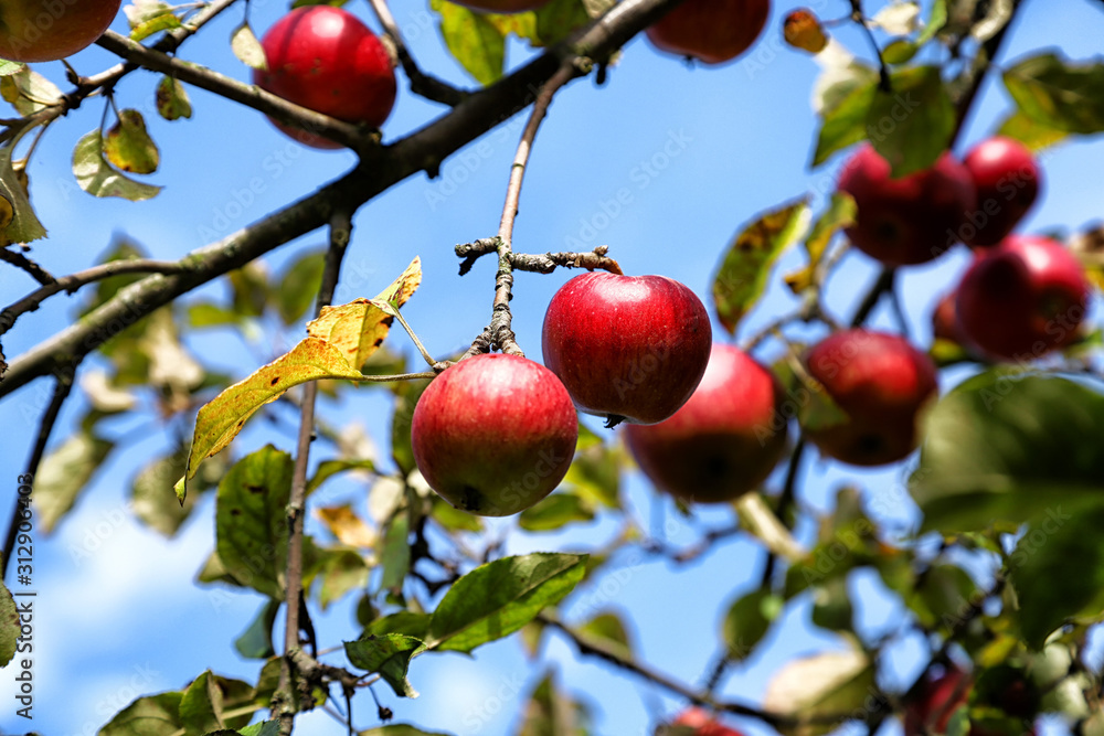 Apple on trees in fruit garden in a summer day