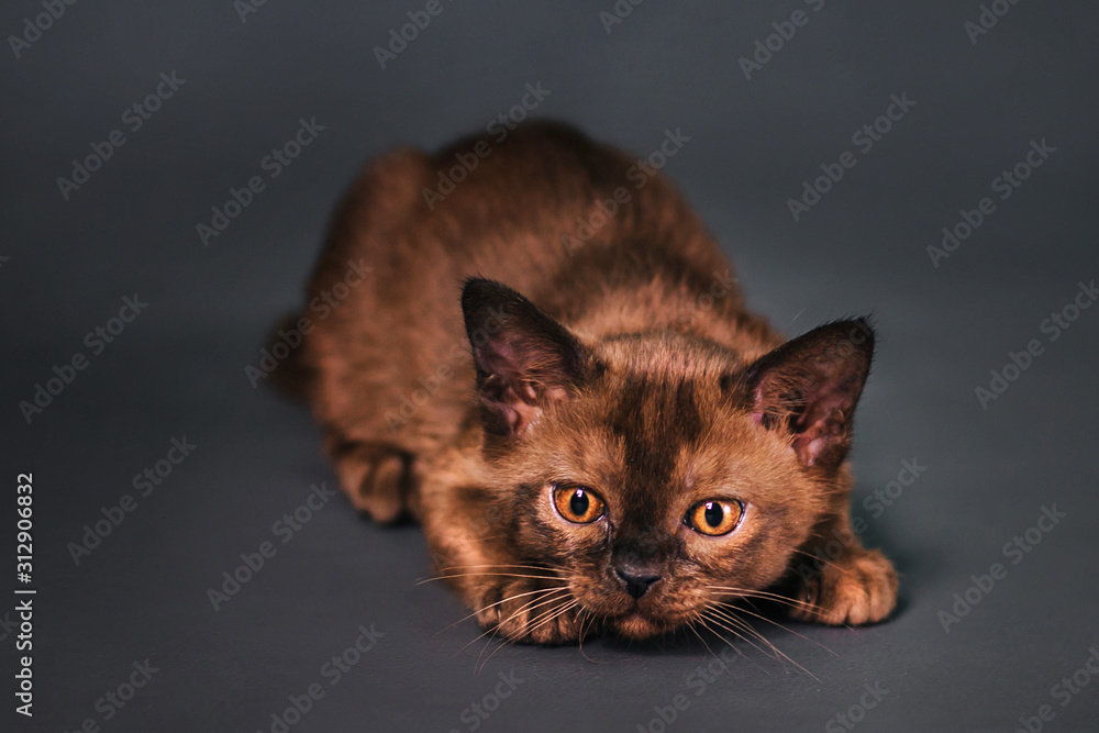 Brown kitten with bright yellow eyes. Photo in studio on a gray background. Chocolate color