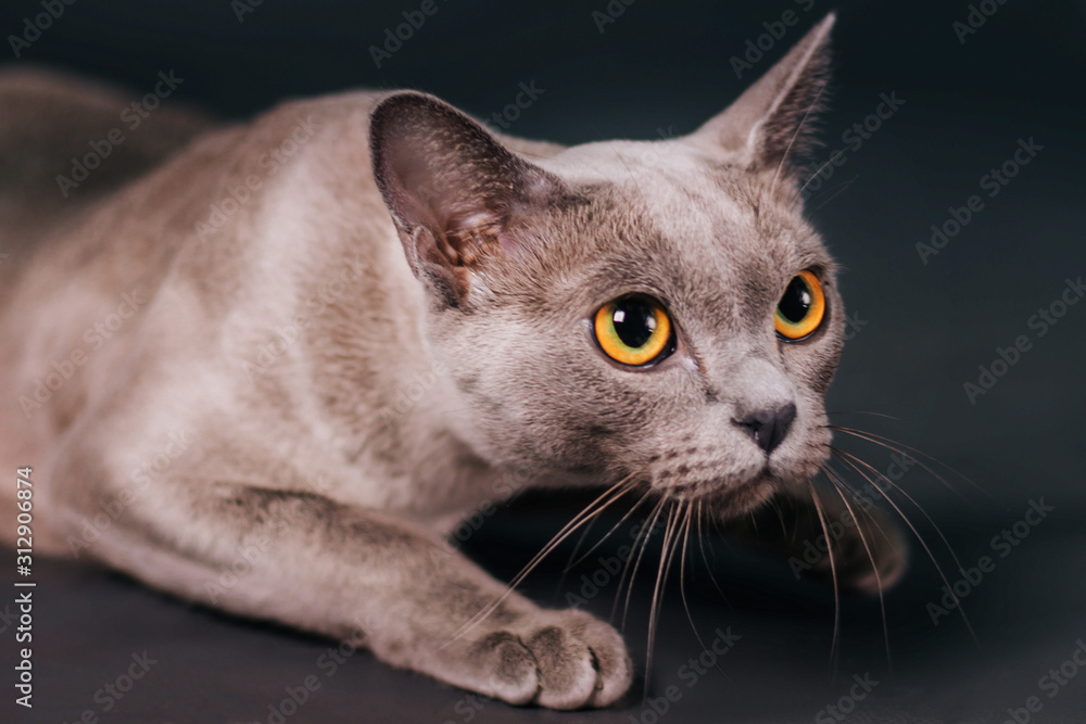 cat with bright yellow eyes. Photo in studio on a gray background