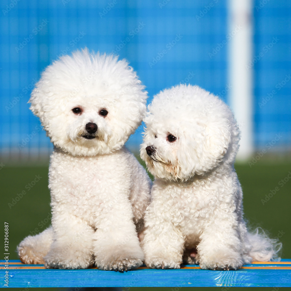 Happy puppies in a private playground