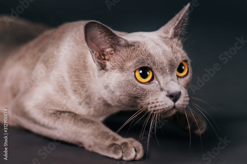 cat with bright yellow eyes. Photo in studio on a gray background