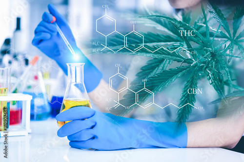 Double exposure of researchers and Cannabis tree. Researchers are researching marijuana extracts THC and CBN for medical and business use. The researcher is analyzing the medicine related innovation.