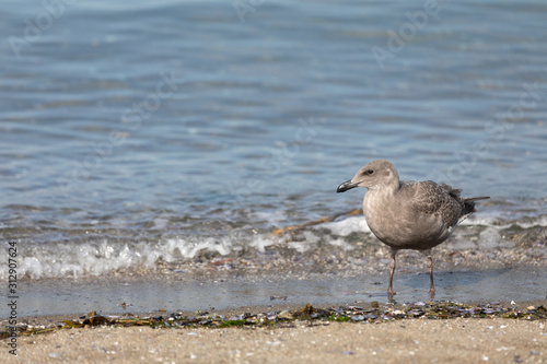 seagulls at a beach in vancouver