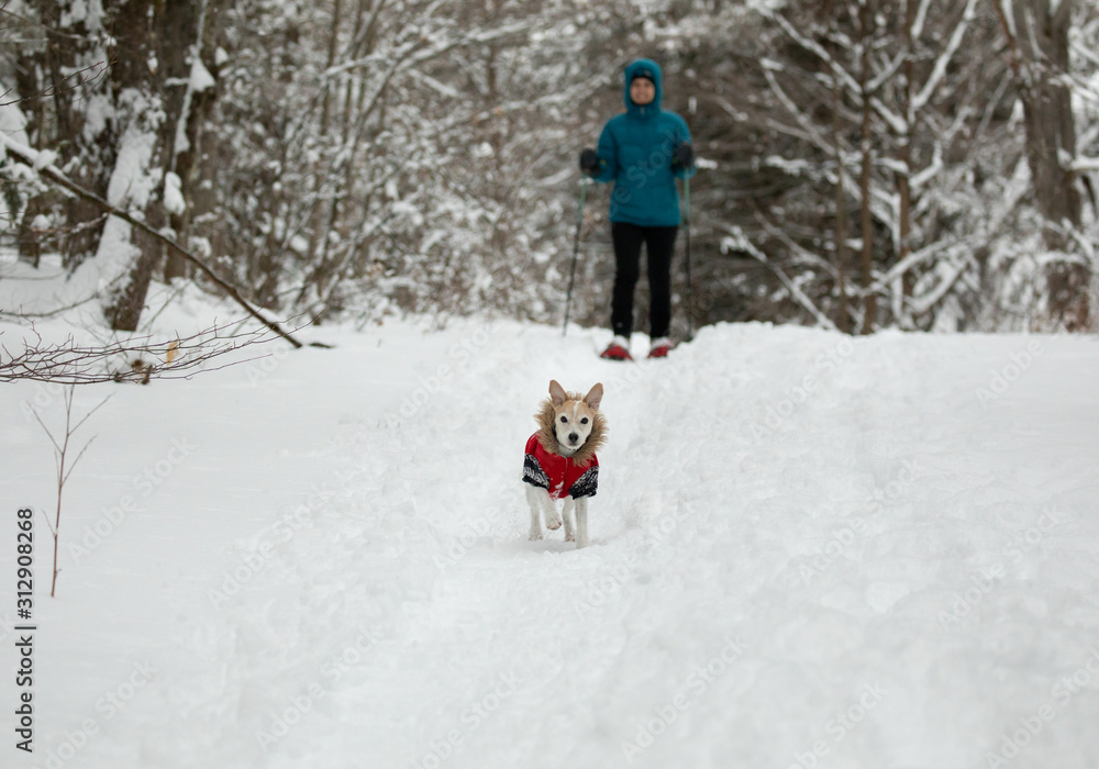 Snowshoeing with dog in a forest covered with snow