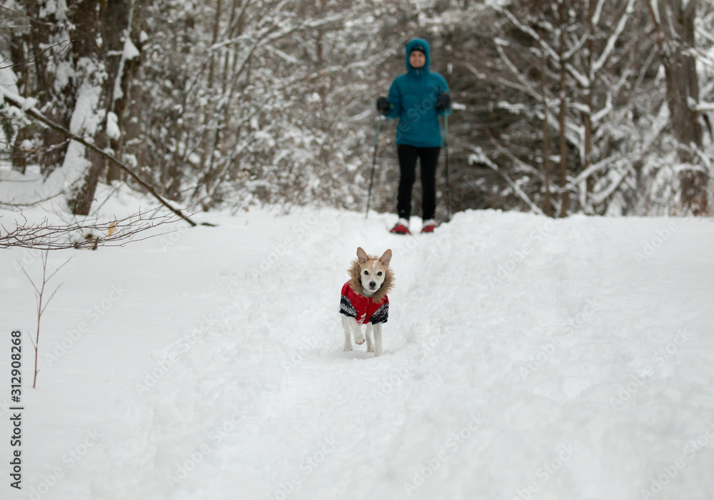Snowshoeing with dog in a forest covered with snow Snowshoeing with dog in a forest covered with snow