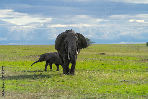 Female elephant with her calf