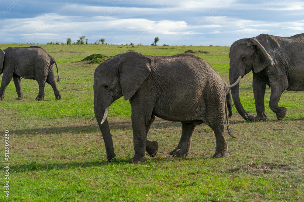 Fototapeta premium Single elephant in Massai Mara